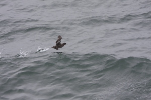 Sooty Shearwater in Hecate Strait
